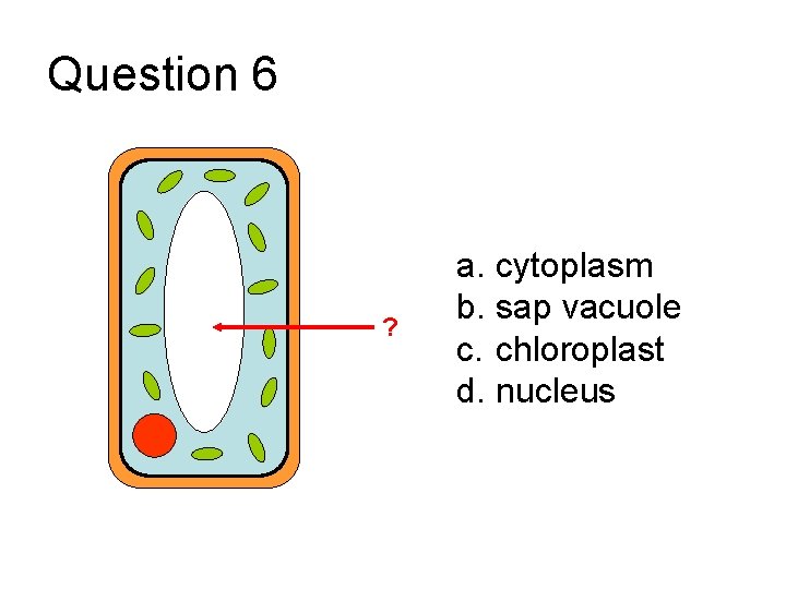 Question 6 ? a. cytoplasm b. sap vacuole c. chloroplast d. nucleus 