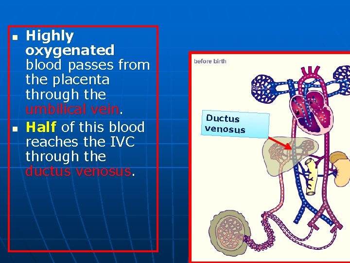 n n Highly oxygenated blood passes from the placenta through the umbilical vein. Half