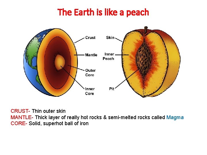 The Earth is like a peach CRUST- Thin outer skin MANTLE- Thick layer of