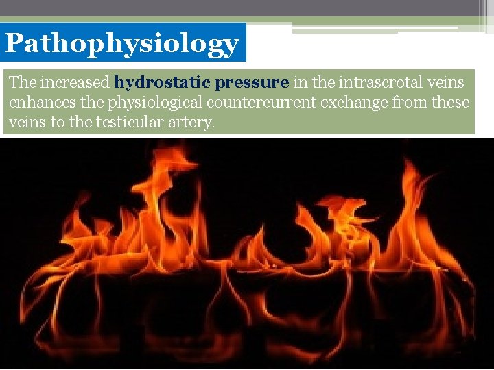 Pathophysiology The increased hydrostatic pressure in the intrascrotal veins enhances the physiological countercurrent exchange