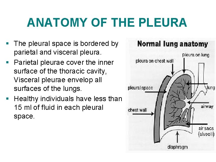 ANATOMY OF THE PLEURA § The pleural space is bordered by parietal and visceral ANATOMY OF THE PLEURA § The pleural space is bordered by parietal and visceral