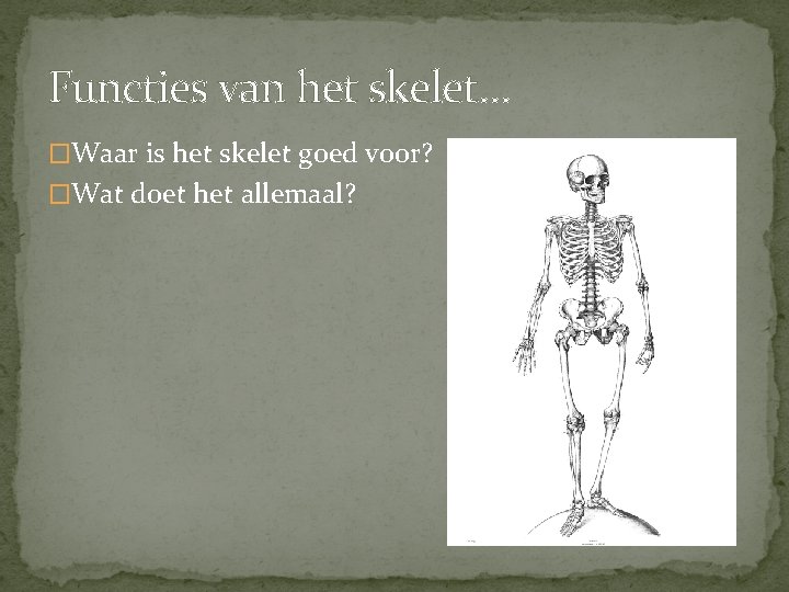 Functies van het skelet… �Waar is het skelet goed voor? �Wat doet het allemaal?