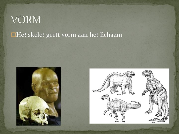 VORM �Het skelet geeft vorm aan het lichaam 