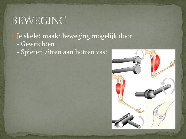 BEWEGING �Je skelet maakt beweging mogelijk door - Gewrichten - Spieren zitten aan botten