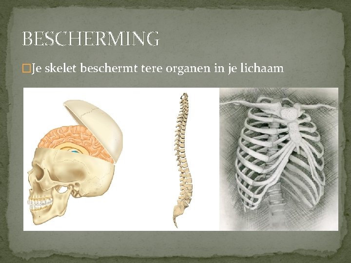 BESCHERMING �Je skelet beschermt tere organen in je lichaam 