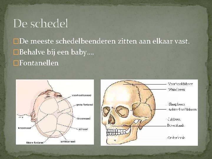 De schedel �De meeste schedelbeenderen zitten aan elkaar vast. �Behalve bij een baby…. �Fontanellen
