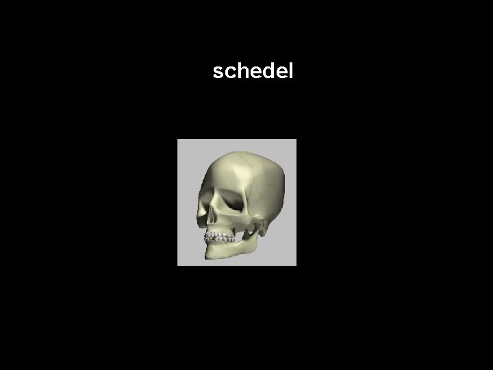 De schedel 