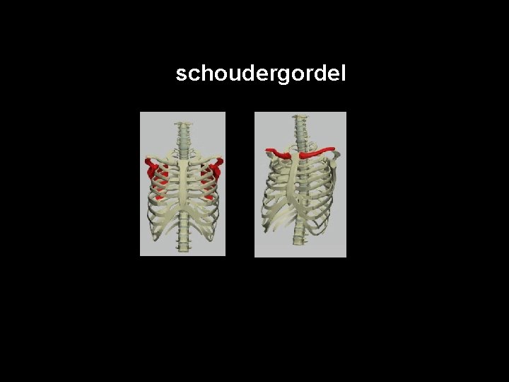 De schoudergordel schouderbladen sleutelbeen 