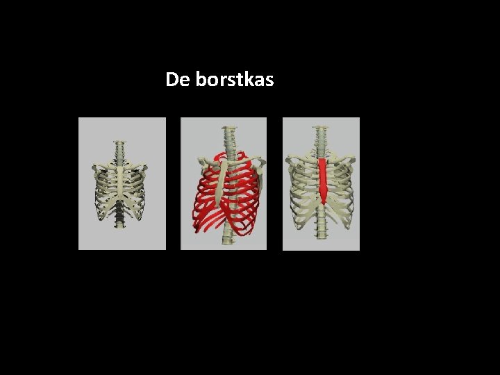 De borstkas ribben borstbeen 