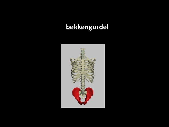 De bekkengordel 