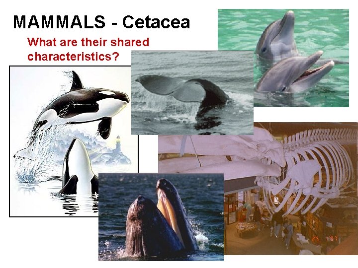 MAMMALS - Cetacea What are their shared characteristics? 