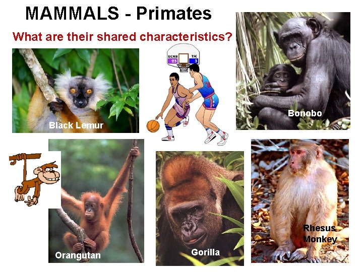 MAMMALS - Primates What are their shared characteristics? Bonobo Black Lemur Rhesus Monkey Orangutan