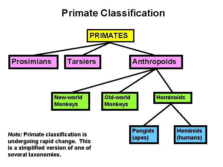 Primate Classification PRIMATES Prosimians Tarsiers New-world Monkeys Note: Primate classification is undergoing rapid change.