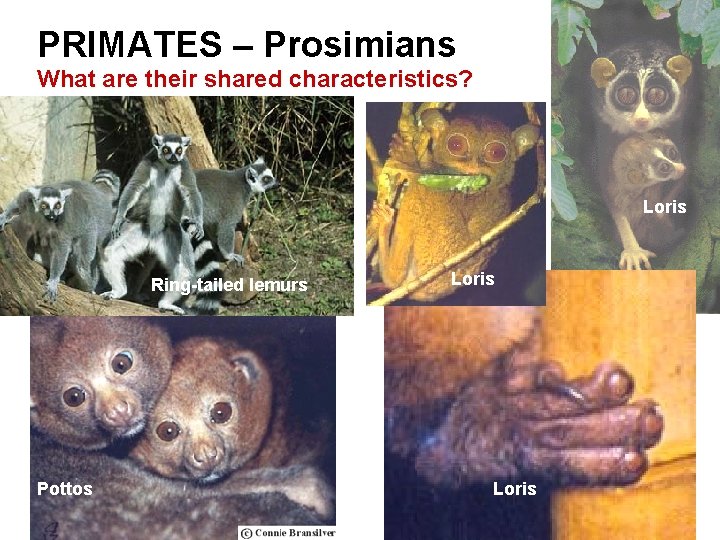 PRIMATES – Prosimians What are their shared characteristics? Loris Ring-tailed lemurs Slow Loris Pottos