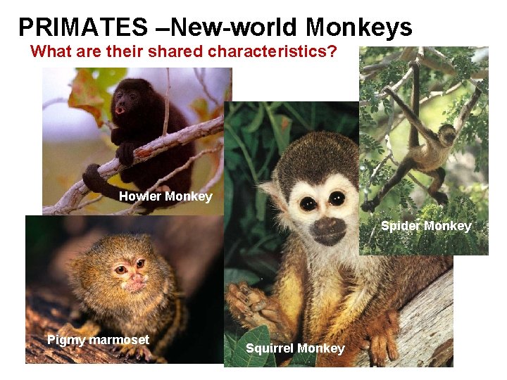 PRIMATES –New-world Monkeys What are their shared characteristics? Howler Monkey Spider Monkey Pigmy marmoset