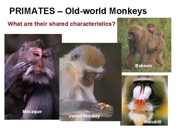 PRIMATES – Old-world Monkeys What are their shared characteristics? Baboon Macaque Vervet Monkey Mandrill