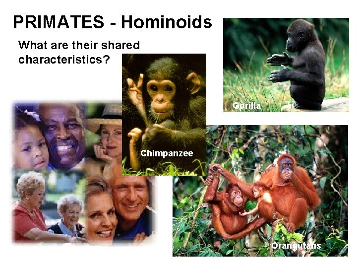 PRIMATES - Hominoids What are their shared characteristics? Gorilla Chimpanzee Orangutans 