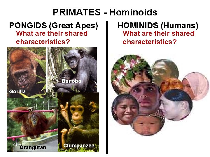 PRIMATES - Hominoids PONGIDS (Great Apes) What are their shared characteristics? Bonobo Gorilla Orangutan