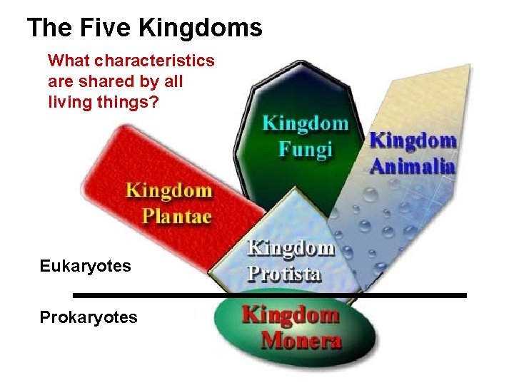 The Five Kingdoms What characteristics are shared by all living things? Eukaryotes Prokaryotes 