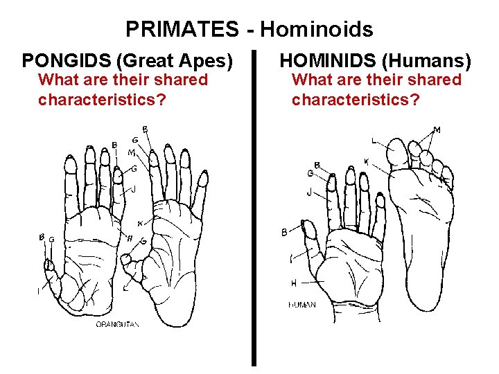 PRIMATES - Hominoids PONGIDS (Great Apes) What are their shared characteristics? HOMINIDS (Humans) What