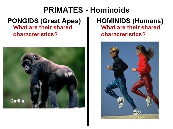 PRIMATES - Hominoids PONGIDS (Great Apes) What are their shared characteristics? Gorilla HOMINIDS (Humans)