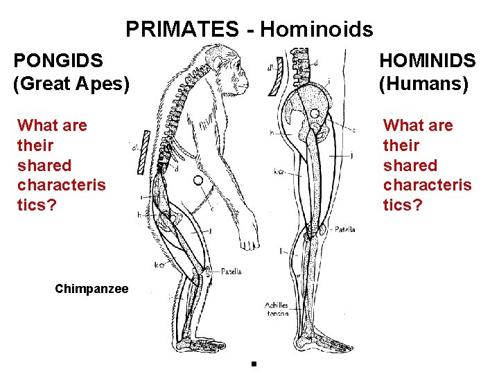 PRIMATES - Hominoids PONGIDS (Great Apes) HOMINIDS (Humans) What are their shared characteris tics?