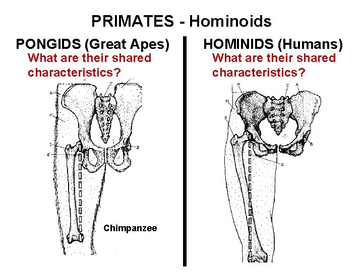 PRIMATES - Hominoids PONGIDS (Great Apes) What are their shared characteristics? Chimpanzee HOMINIDS (Humans)