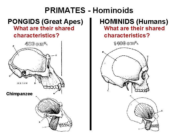 PRIMATES - Hominoids PONGIDS (Great Apes) What are their shared characteristics? Chimpanzee HOMINIDS (Humans)