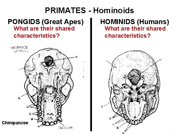 PRIMATES - Hominoids PONGIDS (Great Apes) What are their shared characteristics? Chimpanzee HOMINIDS (Humans)