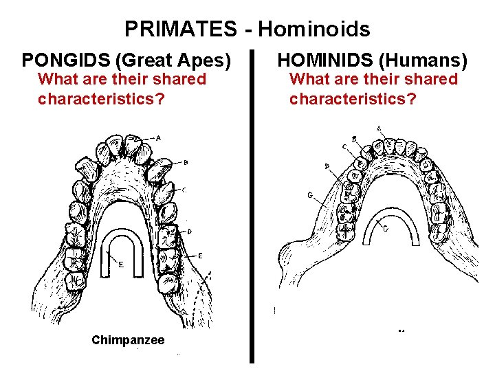 PRIMATES - Hominoids PONGIDS (Great Apes) What are their shared characteristics? Chimpanzee HOMINIDS (Humans)