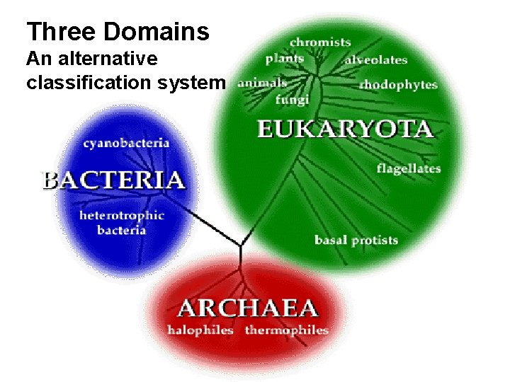 Three Domains An alternative classification system 