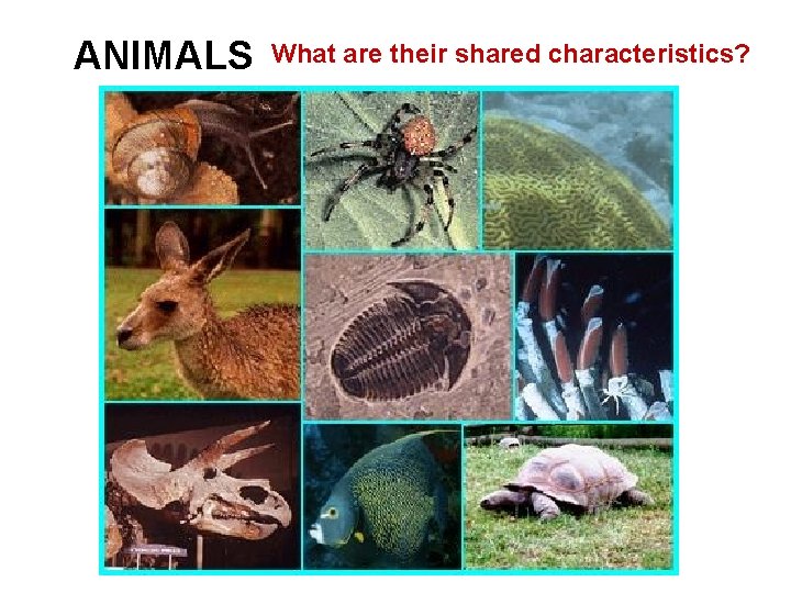 ANIMALS What are their shared characteristics? 