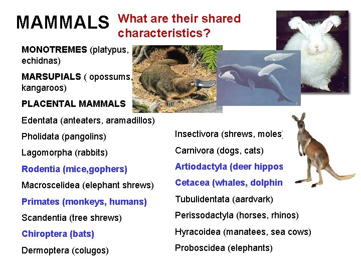 MAMMALS What are their shared characteristics? MONOTREMES (platypus, echidnas) MARSUPIALS ( opossums, kangaroos) PLACENTAL