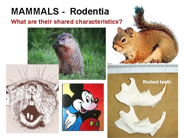 MAMMALS - Rodentia What are their shared characteristics? Rodent teeth 