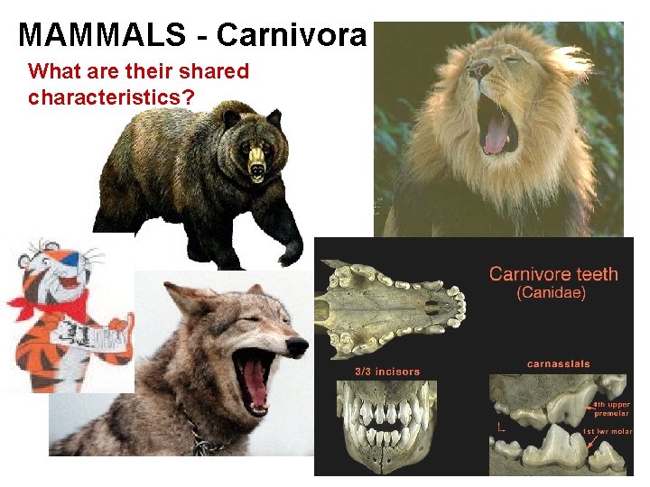 MAMMALS - Carnivora What are their shared characteristics? 