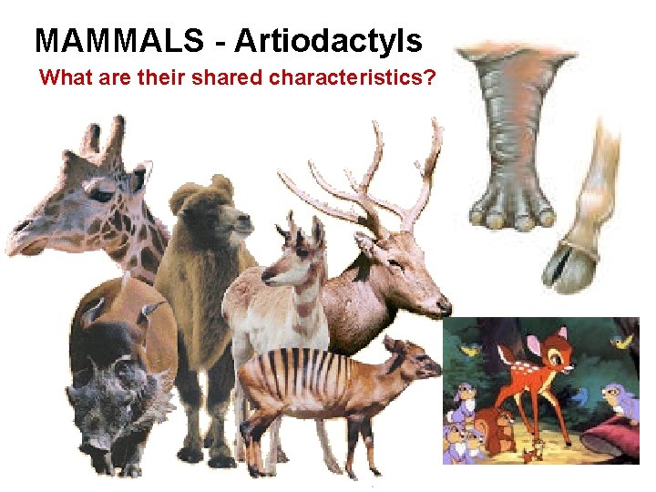 MAMMALS - Artiodactyls What are their shared characteristics? 