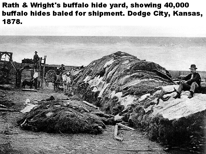 Rath & Wright's buffalo hide yard, showing 40, 000 buffalo hides baled for shipment.