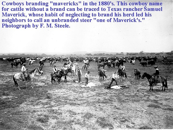 Cowboys branding "mavericks" in the 1880's. This cowboy name for cattle without a brand