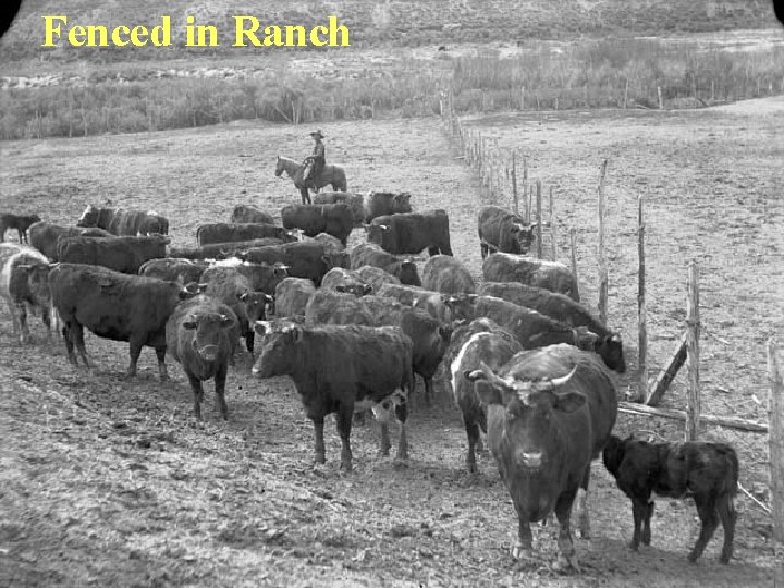 Fenced in Ranch 