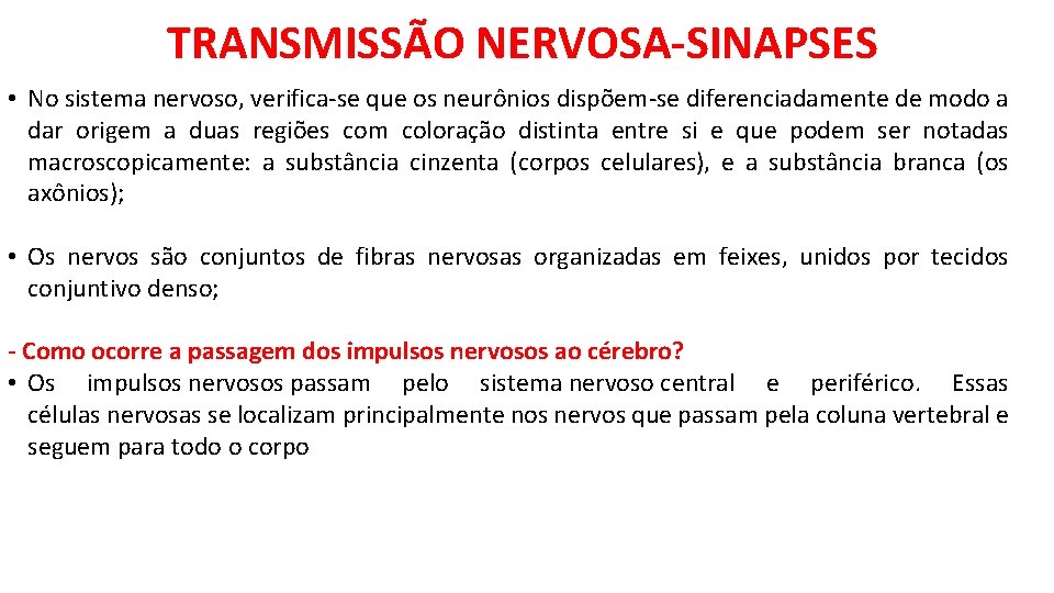TRANSMISSÃO NERVOSA-SINAPSES • No sistema nervoso, verifica-se que os neurônios dispõem-se diferenciadamente de modo