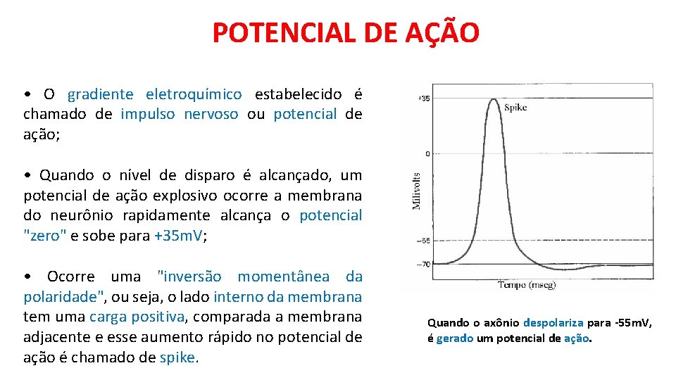 POTENCIAL DE AÇÃO • O gradiente eletroquímico estabelecido é chamado de impulso nervoso ou