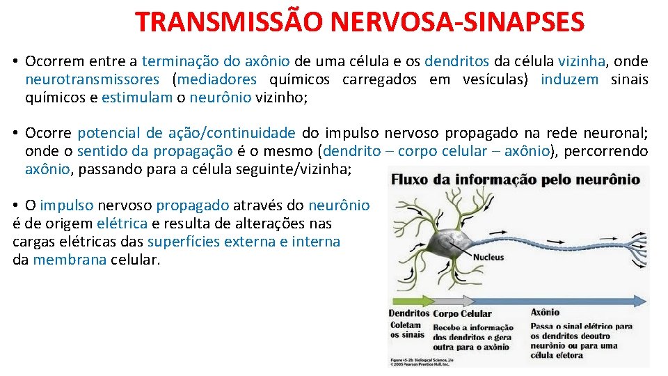 TRANSMISSÃO NERVOSA-SINAPSES • Ocorrem entre a terminação do axônio de uma célula e os