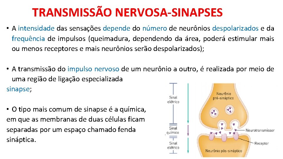 TRANSMISSÃO NERVOSA-SINAPSES • A intensidade das sensações depende do número de neurônios despolarizados e