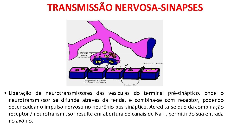 TRANSMISSÃO NERVOSA-SINAPSES • Liberação de neurotransmissores das vesículas do terminal pré-sináptico, onde o neurotransmissor