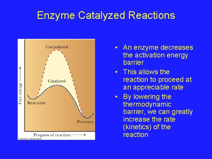 Enzyme Catalyzed Reactions • An enzyme decreases the activation energy barrier • This allows