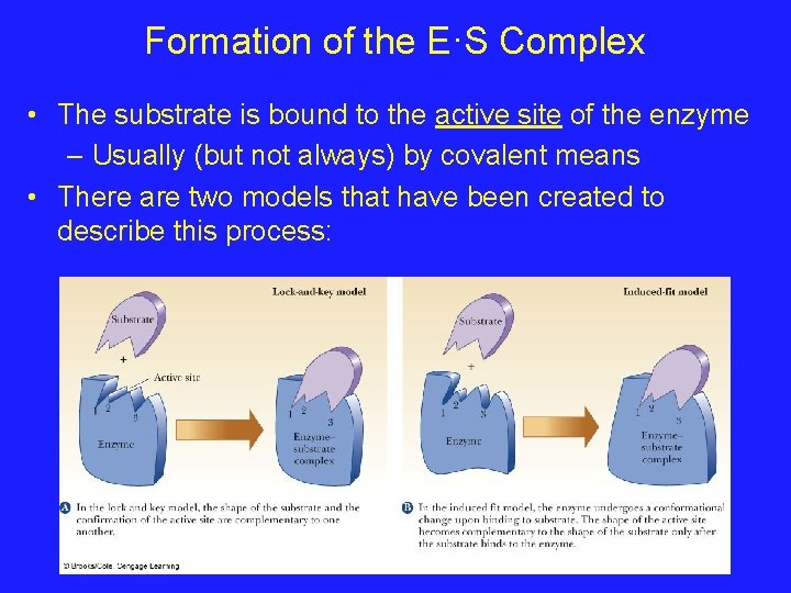 Formation of the E·S Complex • The substrate is bound to the active site