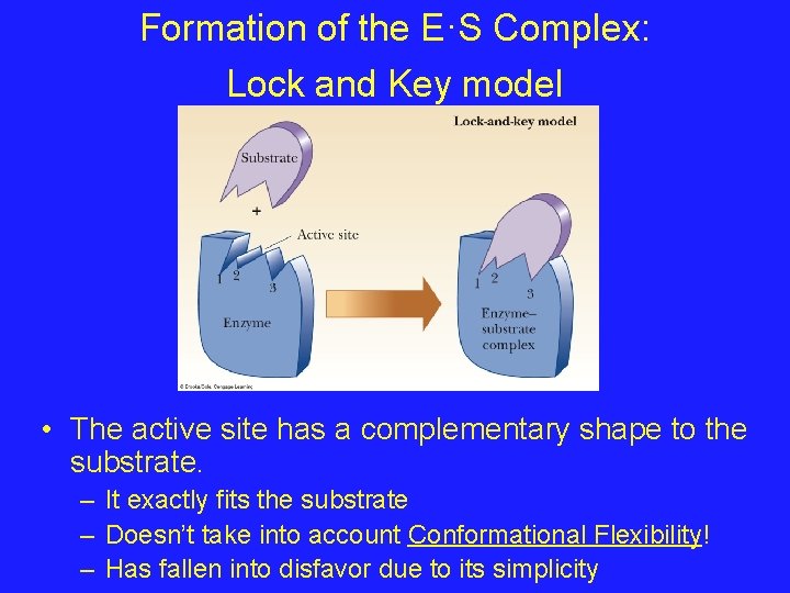 Formation of the E·S Complex: Lock and Key model • The active site has