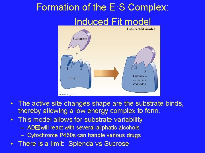 Formation of the E·S Complex: Induced Fit model • The active site changes shape