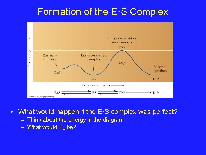 Formation of the E·S Complex • What would happen if the E·S complex was