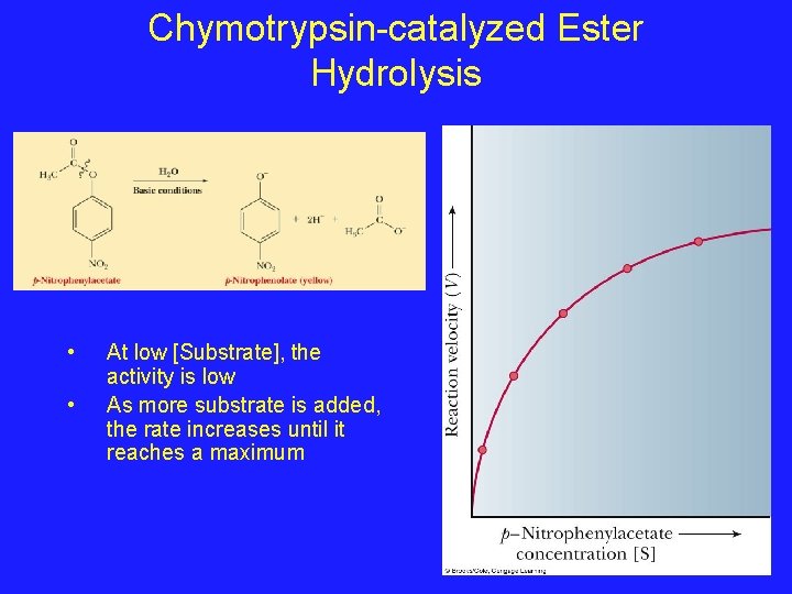 Chymotrypsin-catalyzed Ester Hydrolysis • • At low [Substrate], the activity is low As more